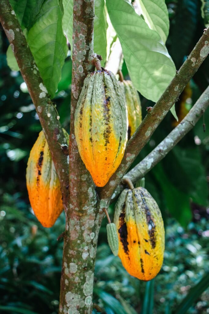 cacao tree, cacao fruit