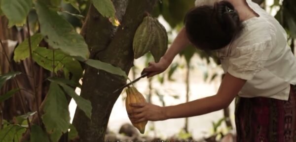 The Best Ceremony Cacao