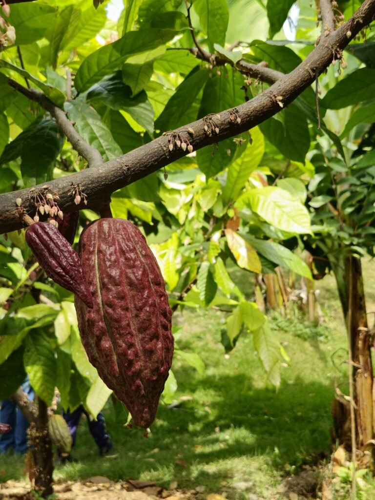 Cacao fruit