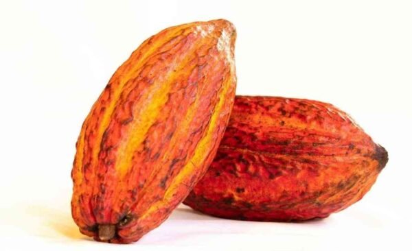 what is a cacao pod
